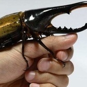 Watch | The World’s Most Precious Beetle with a Strange Sound and Golden Wings – This Is the Ultimate Pet! No Need for Walks in the Park Either!