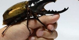 Watch | The World’s Most Precious Beetle with a Strange Sound and Golden Wings – This Is the Ultimate Pet! No Need for Walks in the Park Either!