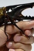 Watch | The World’s Most Precious Beetle with a Strange Sound and Golden Wings – This Is the Ultimate Pet! No Need for Walks in the Park Either!