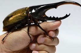 Watch | The World’s Most Precious Beetle with a Strange Sound and Golden Wings – This Is the Ultimate Pet! No Need for Walks in the Park Either!
