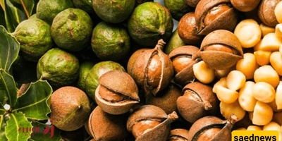 Raw vs. Roasted Macadamia Nuts: A Complete Comparison of Benefits, Flavor, and Nutritional Value