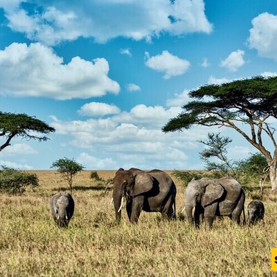 The Top 10 Wildlife Safaris Around the World