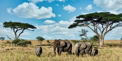 The Top 10 Wildlife Safaris Around the World