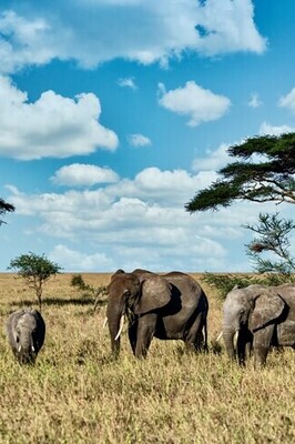 The Top 10 Wildlife Safaris Around the World