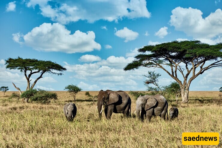 The Top 10 Wildlife Safaris Around the World