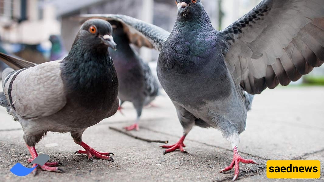 Pigeons 