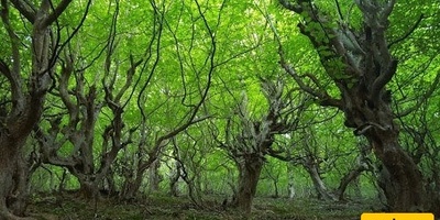 Naqleh Bar Forest: Gilan’s Most Pristine and Beautiful Forest for an Autumn Trip – See One of Iran’s Best Forests Before It’s Too Late
