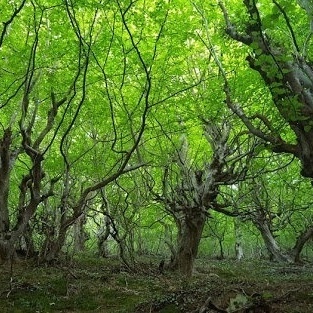 Naqleh Bar Forest: Gilan’s Most Pristine and Beautiful Forest for an Autumn Trip – See One of Iran’s Best Forests Before It’s Too Late