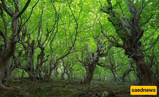 Naqleh Bar Forest: Gilan’s Most Pristine and Beautiful Forest for an Autumn Trip – See One of Iran’s Best Forests Before It’s Too Late