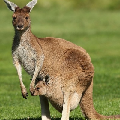 The Animal That Cannot Move Backwards