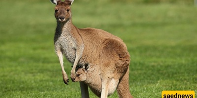 The Animal That Cannot Move Backwards