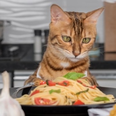How to Make Cat Food with Pasta: How Much Pasta You're Allowed To Give Your Cat?