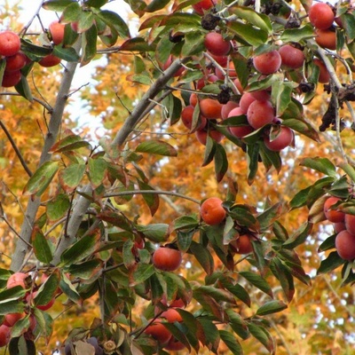 Growing and Caring for Persimmon Trees