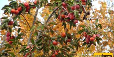 Growing and Caring for Persimmon Trees