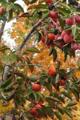 Growing and Caring for Persimmon Trees