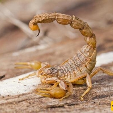 Bizarre Discovery: 18 Scorpions Found in a Woman’s Suitcase—What Kind of Souvenir Did She Really Bring? +Photos