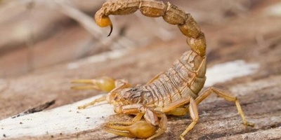 Bizarre Discovery: 18 Scorpions Found in a Woman’s Suitcase—What Kind of Souvenir Did She Really Bring? +Photos