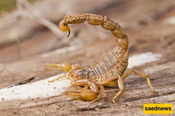 Bizarre Discovery: 18 Scorpions Found in a Woman’s Suitcase—What Kind of Souvenir Did She Really Bring? +Photos