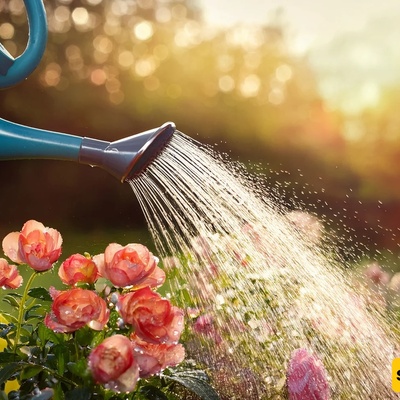 How to Water Plants Properly on Very Hot Days