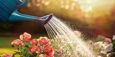 How to Water Plants Properly on Very Hot Days