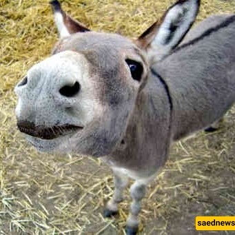A Glimpse into the Life of a Lucky Baby Donkey Living in Ultimate Luxury—Even the Pharaohs of Egypt Didn’t Have This! 😂 + Photos