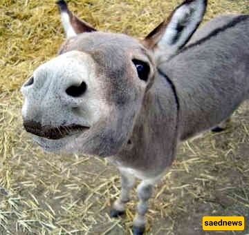 A Glimpse into the Life of a Lucky Baby Donkey Living in Ultimate Luxury—Even the Pharaohs of Egypt Didn’t Have This! 😂 + Photos