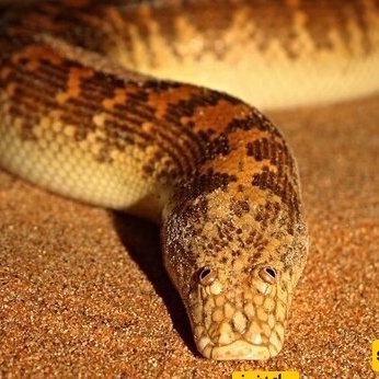 Iran’s Cutest Boa Snake—Run If You See It!