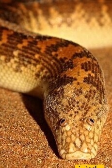Iran’s Cutest Boa Snake—Run If You See It!