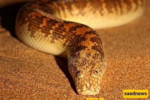 Iran’s Cutest Boa Snake—Run If You See It!