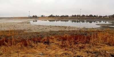 Images: Water Lilies in the Niloufar Spring of Kermanshah