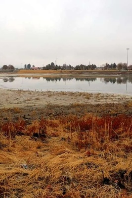 Images: Water Lilies in the Niloufar Spring of Kermanshah