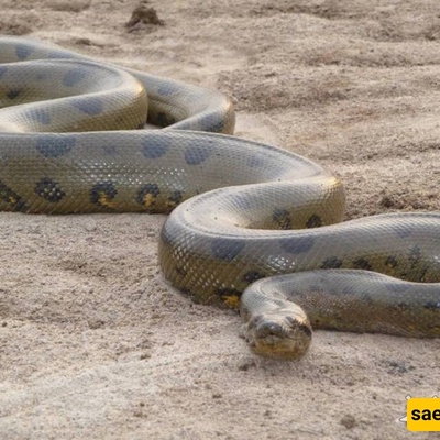 Giant 1,000-Kilogram, 15-Meter Snake / If You Hadn’t Gone Extinct, We’d Be Fossils 😂 + Photo