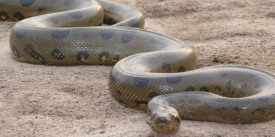 Giant 1,000-Kilogram, 15-Meter Snake / If You Hadn’t Gone Extinct, We’d Be Fossils 😂 + Photo