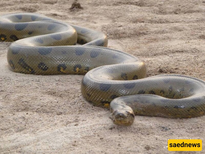 Giant 1,000-Kilogram, 15-Meter Snake / If You Hadn’t Gone Extinct, We’d Be Fossils 😂 + Photo