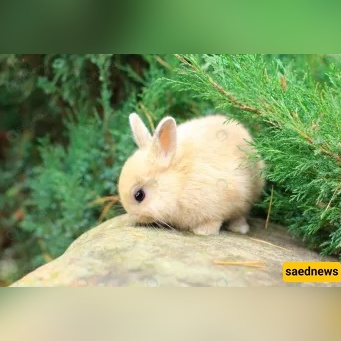 Is Rabbit Poop Ritually Impure? The Simple Ruling Every Muslim Should Know