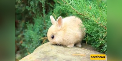Is Rabbit Poop Ritually Impure? The Simple Ruling Every Muslim Should Know