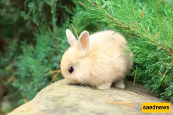 Is Rabbit Poop Ritually Impure? The Simple Ruling Every Muslim Should Know