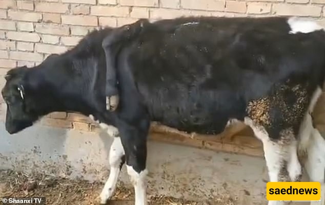 Cow 