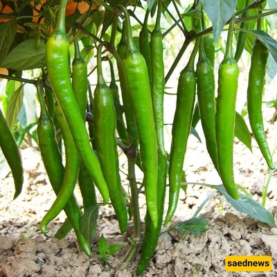 How to Grow and Care for Sweet Finger Peppers