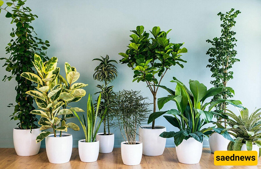 plants 