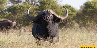 Wildlife Documentary (Video): The Story of Sacrifice in Buffalo Style / Look at the Gangster Look, and the Majesty