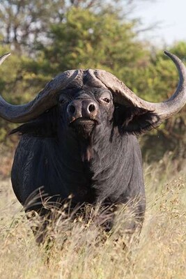 Wildlife Documentary (Video): The Story of Sacrifice in Buffalo Style / Look at the Gangster Look, and the Majesty
