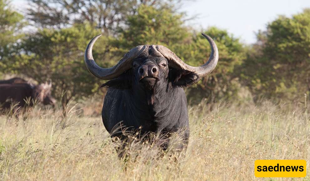 Wildlife Documentary (Video): The Story of Sacrifice in Buffalo Style / Look at the Gangster Look, and the Majesty