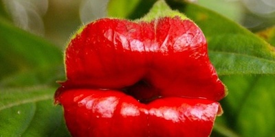 The Most Effective Ways to Grow and Care for Lips Plant + Video Guide