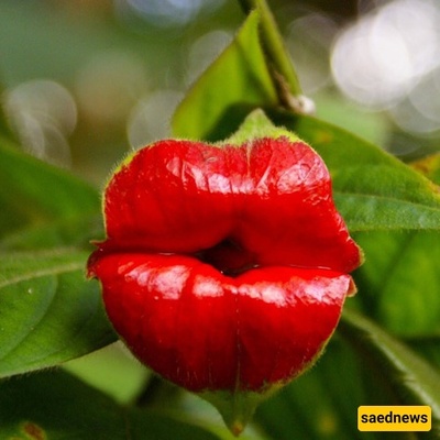 The Most Effective Ways to Grow and Care for Lips Plant + Video Guide