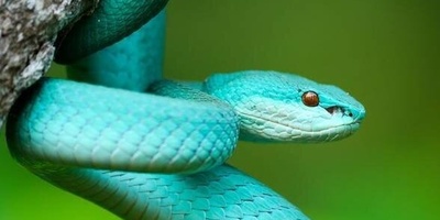 World’s Largest Snake Museum Unveiled With Incredible Variety of Colors and Species + Photos | How Scary Is It?