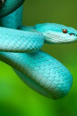 World’s Largest Snake Museum Unveiled With Incredible Variety of Colors and Species + Photos | How Scary Is It?