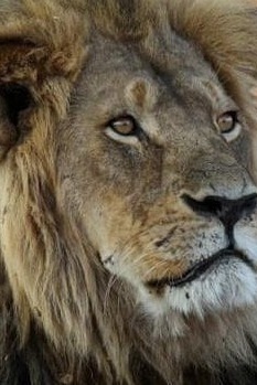 The Dangerous City Where Lions Replace Cats