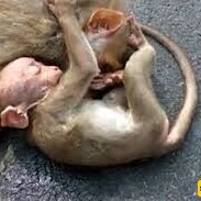 Video: Wildlife Documentary / This Story: A Baby Monkey Mourning Its Mother