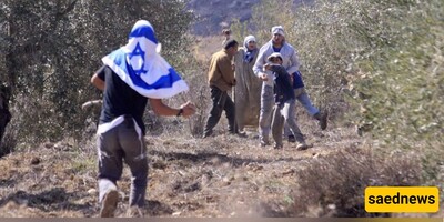 Israeli Aggression and Settler Attacks Threaten Palestinian Olive Harvest